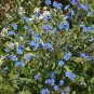 Limited Edition 500 Blue Chinese Forget Me Not hound's tongue Flower Seeds