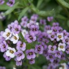 Premium Purple Sweet Alyssum Flower Seeds Royal Carpet Dwarf - Ground Cover
