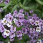 Premium Purple Sweet Alyssum Flower Seeds Royal Carpet Dwarf - Ground Cover