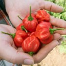 Exclusive 1oz Red Scotch Bonnet Hot Pepper Seeds - Approx 5000 Seeds - Non-GMO - Fresh!