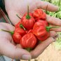 Exclusive 1oz Red Scotch Bonnet Hot Pepper Seeds - Approx 5000 Seeds - Non-GMO - Fresh!