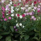 Best-Selling NICOTIANA Alata Flowering Tobacco Seeds Sensation Mix