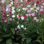 Best-Selling NICOTIANA Alata Flowering Tobacco Seeds Sensation Mix
