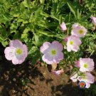 Limited Edition Evening Primrose Pink Ladies Flower Seeds Speciosa