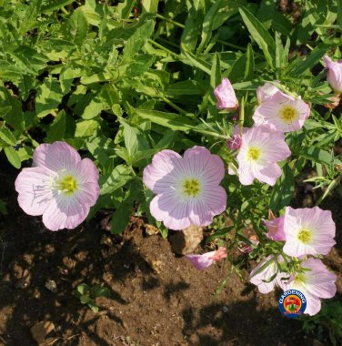 Limited Edition Evening Primrose Pink Ladies Flower Seeds Speciosa