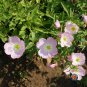 Limited Edition Evening Primrose Pink Ladies Flower Seeds Speciosa