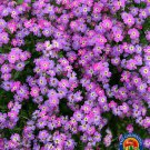 Exclusive 1oz VIRGINIA STOCK Flower Seeds MIX Malcolmia Maritima Fragrant (70,000 Seeds)