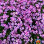 Exclusive 1oz VIRGINIA STOCK Flower Seeds MIX Malcolmia Maritima Fragrant (70,000 Seeds)