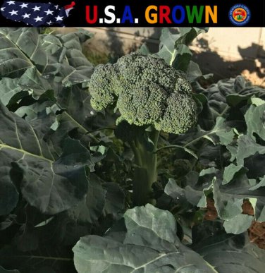 New Arrival 500 Organic Broccoli Seeds ""De Cicco"" Italian Heirloom - Non-GMO