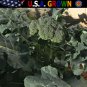 New Arrival 500 Organic Broccoli Seeds ""De Cicco"" Italian Heirloom - Non-GMO