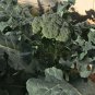 New Arrival 500 Organic Broccoli Seeds ""De Cicco"" Italian Heirloom - Non-GMO