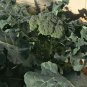 New Arrival 500 Organic Broccoli Seeds ""De Cicco"" Italian Heirloom - Non-GMO