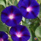 Premium 100 Morning Glory Grandpa Ott Purple Flower Seeds