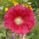 Top-Quality Hollyhock Flower Seeds Mixed Colors Alcea Rosea
