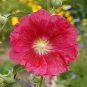 Top-Quality Hollyhock Flower Seeds Mixed Colors Alcea Rosea