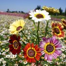 Premium 1 oz Painted Daisy Mix Flower Seeds Chrysanthemum carinatum (Approx 12000 Seeds)