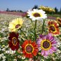 Premium 1 oz Painted Daisy Mix Flower Seeds Chrysanthemum carinatum (Approx 12000 Seeds)