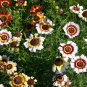 Premium 1 oz Painted Daisy Mix Flower Seeds Chrysanthemum carinatum (Approx 12000 Seeds)