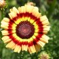 Premium 1 oz Painted Daisy Mix Flower Seeds Chrysanthemum carinatum (Approx 12000 Seeds)