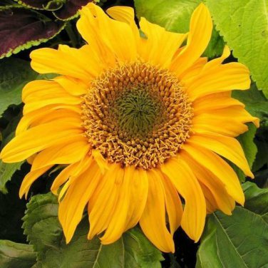 Exclusive 75 Dwarf Sunflower Seeds 