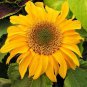 Exclusive 75 Dwarf Sunflower Seeds 