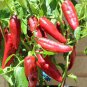 Exclusive 100 Joe E. Parker Chili Pepper Seeds, NUMEX, Chile, NON-GMO, Heirloom
