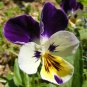 New Arrival 1oz JOHNNY JUMP UP Helen Mount VIOLA Seeds Tricolor Flower (Aprx 49,000 Seeds)