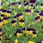 New Arrival 1oz JOHNNY JUMP UP Helen Mount VIOLA Seeds Tricolor Flower (Aprx 49,000 Seeds)