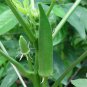 Best-Selling 200 Okra Seeds Clemson Spineless Heirloom - Non-GMO - Always Fresh Seeds!