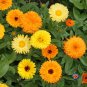 Best-Selling 75 Calendula Fiesta Gitana Marigold Flower Seeds Calendula officinalis