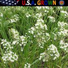 Best-Selling 250 Garlic Chives Seeds Garden Herb Heirloom