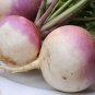 Exclusive 500 Turnip Seeds Purple Top White Globe Heirloom