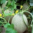 New Arrival 250 Hales Best Jumbo Melon Seeds Cantaloupe Muskmelon Heirloom