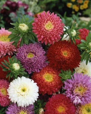 Top-Quality 1oz Aster Flower Seeds Powder Puff Mix Colors Callistephus chinensis 15,000 Seed