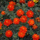 Top-Quality 250 Cosmos Sulphur Dwarf Red Flower Seeds
