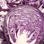 Premium 250 MAMMOTH Red Rock Cabbage Seeds Organic Heirloom