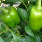Top-Quality 100 Organic Sweet Bell Pepper Seeds California Wonder Heirloom