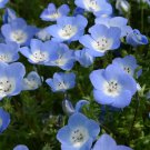 New Arrival 1000 Baby Blue Eyes Flower Seeds Nemophila menziesii