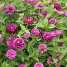 Limited Edition 100 Zinnia Purple Prince Flower Seeds Zinnia Elegans
