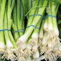 Best-Selling 500 Evergreen White Bunching Onion Seeds Heirloom - Non-GMO - Always Fresh Seeds