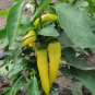 Best-Selling 100 Organic Hungarian Sweet Wax Banana Pepper Seeds Heirloom