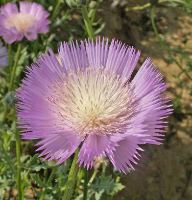 Limited Edition 1oz Sweet Sultan Flower Seeds 