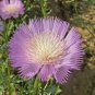 Limited Edition 1oz Sweet Sultan Flower Seeds 