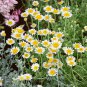 Exclusive 2000 GERMAN CHAMOMILE Herb Flower Seeds Matricaria recutita