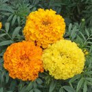 Top-Quality 250 Marigold Seeds Crackerjack Mix Tagetes erecta