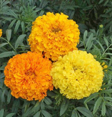 Top-Quality 250 Marigold Seeds Crackerjack Mix Tagetes erecta