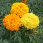 Top-Quality 250 Marigold Seeds Crackerjack Mix Tagetes erecta