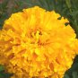 Top-Quality 250 Marigold Seeds Crackerjack Mix Tagetes erecta