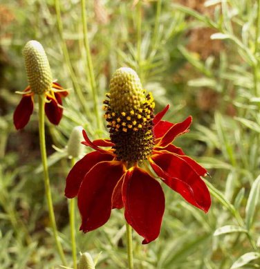 Best-Selling 2000 Dwarf Red Coneflower Flower Seeds Ratibida columnifera