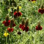 Best-Selling 2000 Dwarf Red Coneflower Flower Seeds Ratibida columnifera